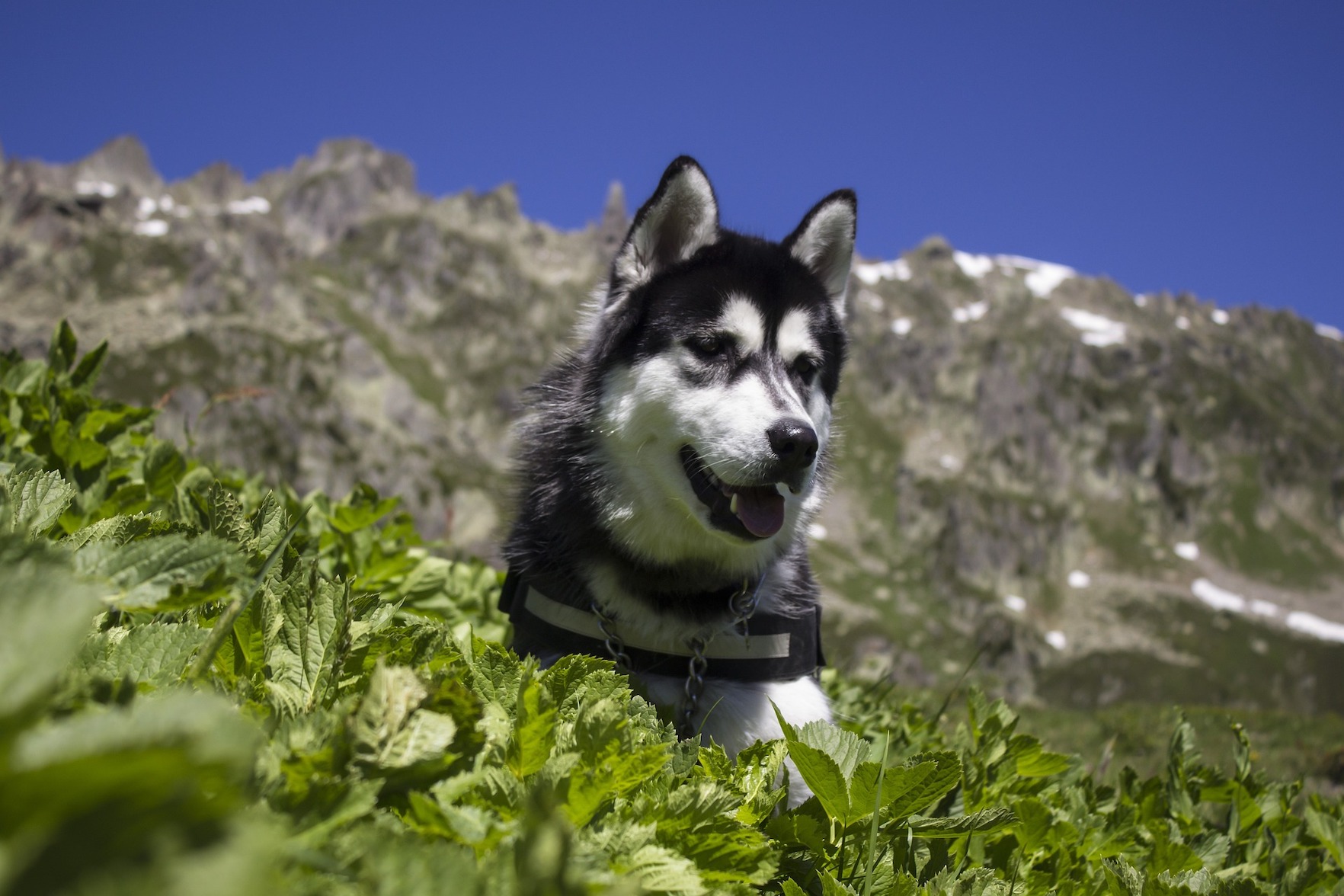 Il tuo Cane come Compagno di Avventura: Esploriamo insieme i Monti Ruffi, Prenestini e Tiburtini