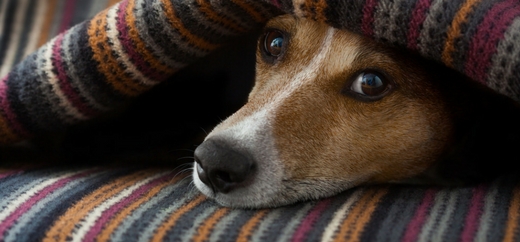 Cane sotto coperte