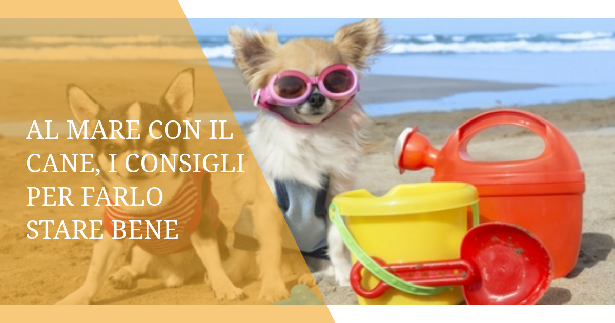 Al mare con il cane, i consigli per farlo stare bene