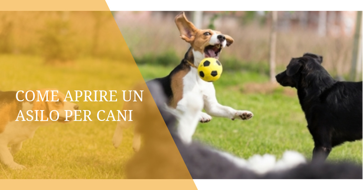 Come aprire un asilo per cani