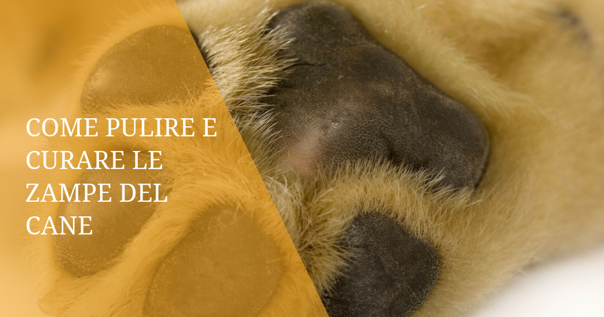 Come pulire e curare le zampe del cane