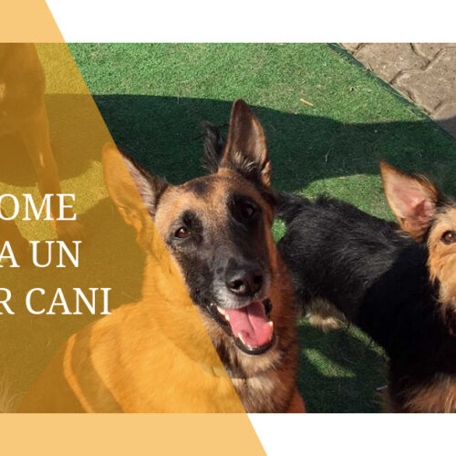 Cos’è e come funziona un asilo per cani: l’esperienza all’avanguardia di Harmonia