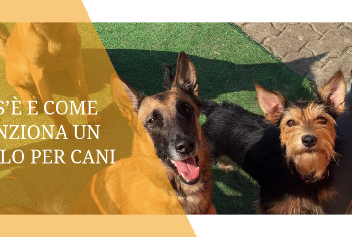 Cos’è e come funziona un asilo per cani
