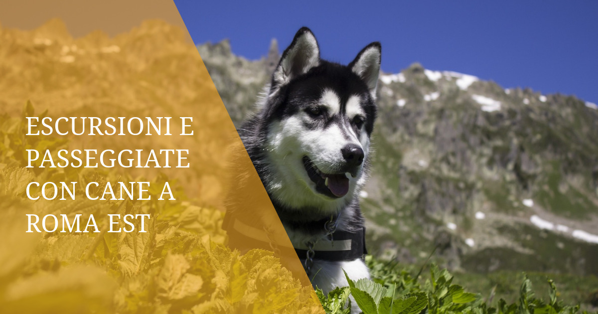 Escursioni e Passeggiate con Cane a Roma Est