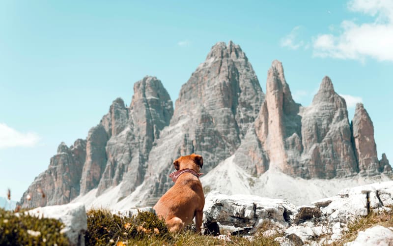 Cinque itinerari di Dog Trekking sui Monti Lepini