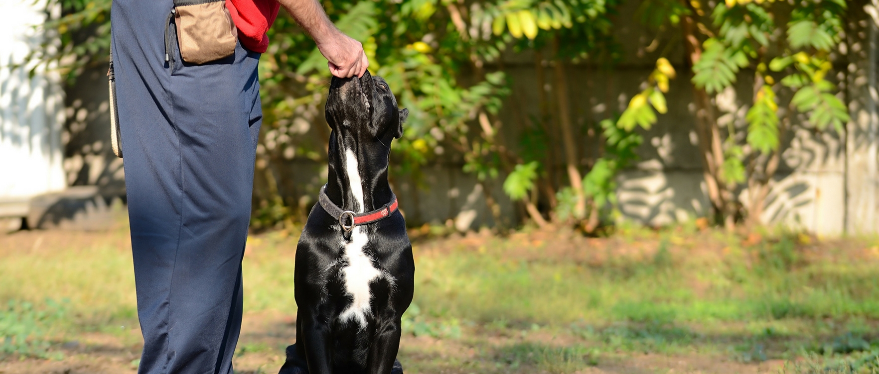 Chi è l’educatore cinofilo