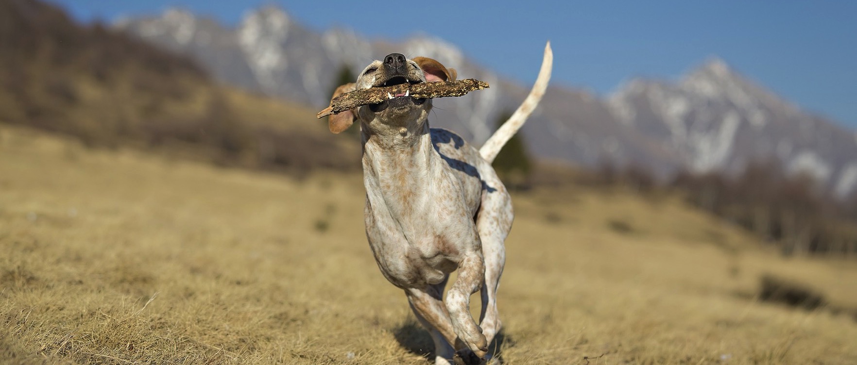 Quanto costa mantenere un cane? 