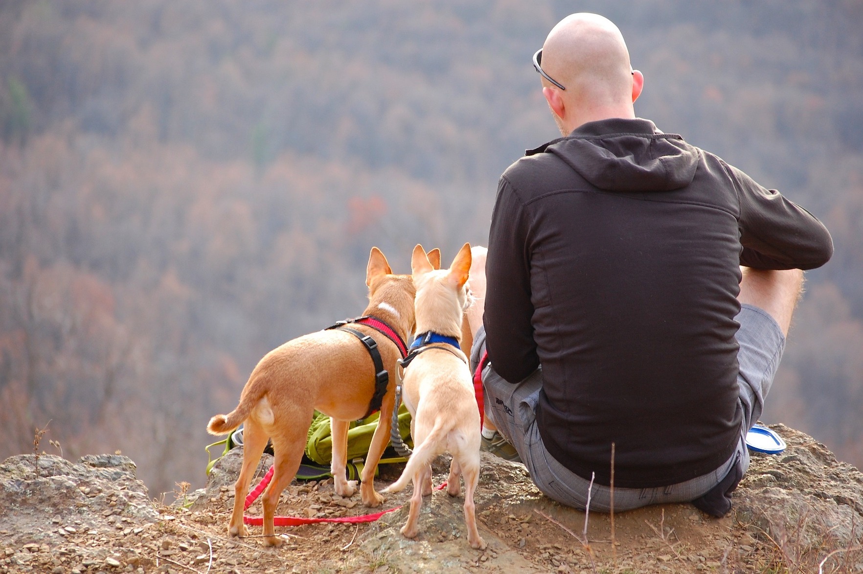 Guida alle Migliori Escursioni di Dog Trekking nei Colli Albani, Lazio