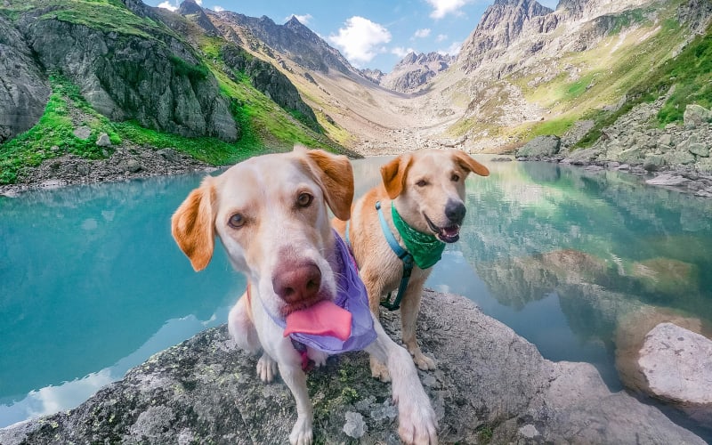 Dog trekking in Liguria: i prossimi appuntamenti