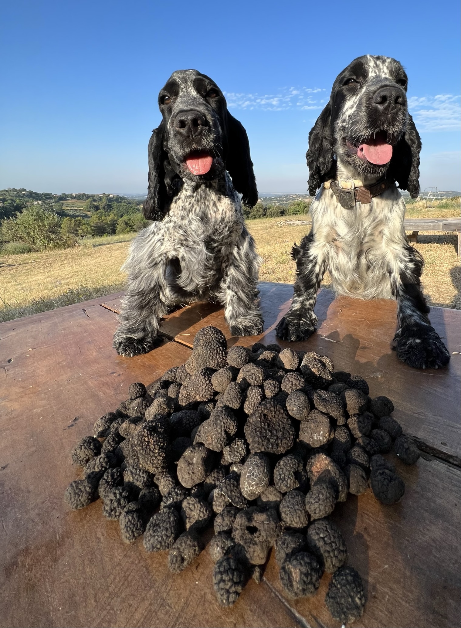 La-Montagnola-Truffe-Experience-IMG_0353 La-Montagnola-Truffe-Experience-IMG_0353