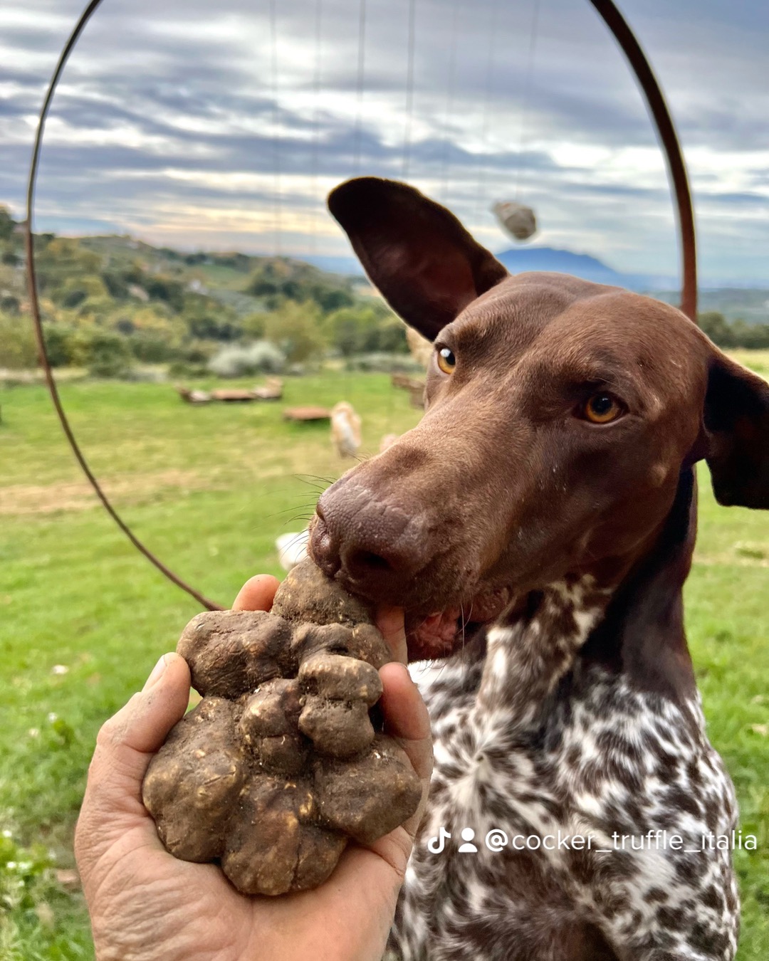 La-Montagnola-Truffe-Experience-IMG_3925 La-Montagnola-Truffe-Experience-IMG_3925