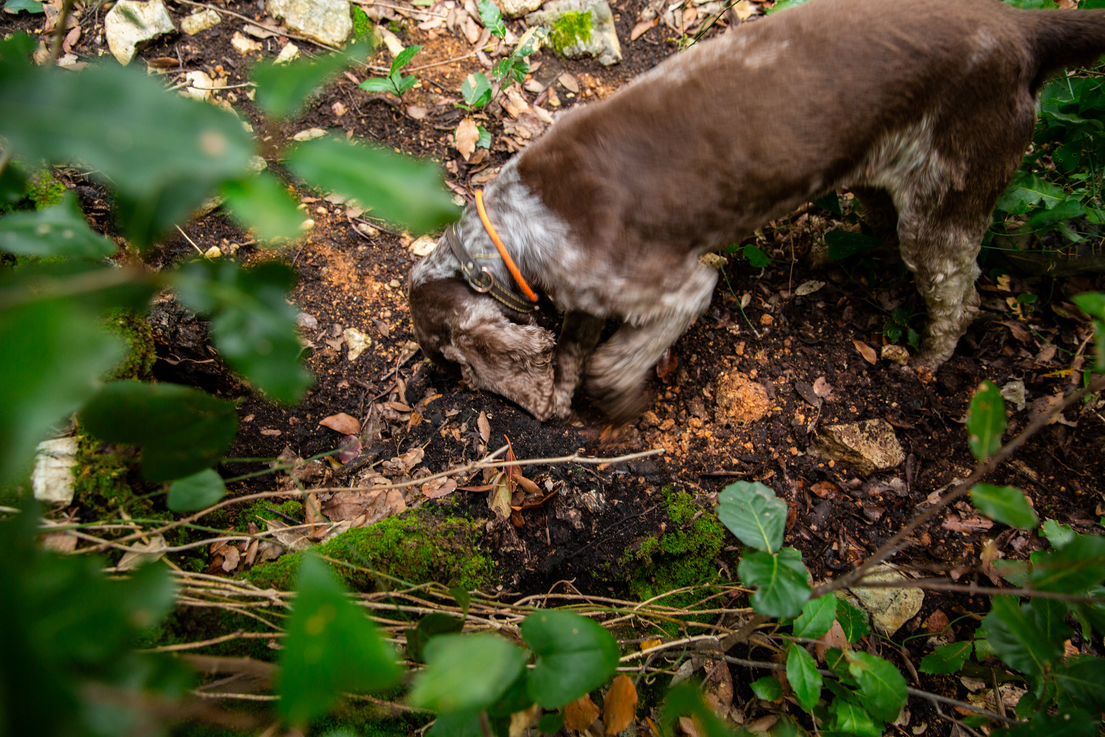 La-Montagnola-Truffe-Experience-_JF_7568 La-Montagnola-Truffe-Experience-_JF_7568